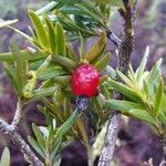 Falcatifolium taxoides Frucht