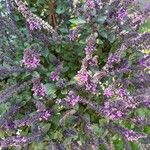 Ocimum kilimandscharicum Flor