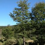 Nothofagus pumilio Habitat