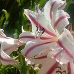 Crinum bulbispermumFlor