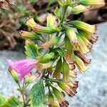 Clinopodium grandiflorum Habitus