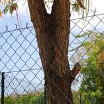 Sesbania grandiflora Bark