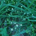 Thesium linophyllon Flower