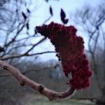 Rhus typhina Frucht