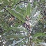 Quercus libani Leaf