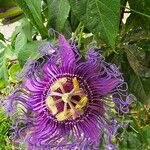 Passiflora cincinnata Cvet