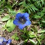 Gentiana angustifolia Floare