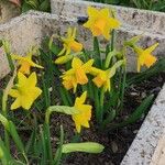 Narcissus jonquilla 花