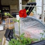 Geum coccineumЦвят