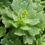 Rhodiola pachyclados Φύλλο