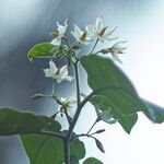 Solanum torvum Kukka
