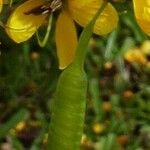 Senna surattensis Fruit