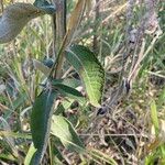 Pterocaulon alopecuroides Feuille