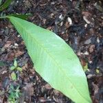 Quiina guianensis 葉
