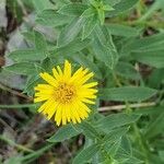 Inula salicina Fula
