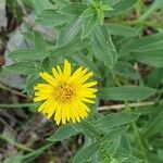 Inula salicina Квітка