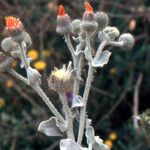 Andryala pinnatifida 花