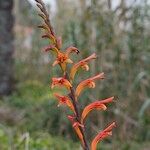 Chasmanthe floribunda Frukto