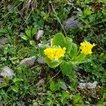 Primula auricula Цвят