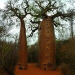 Adansonia za Кора