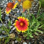 Gaillardia pulchellaVirág