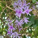 Petrea volubilisBlüte