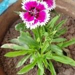 Dianthus barbatusKvet