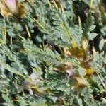 Astragalus creticus Blatt