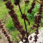 Rumex crispus Blüte