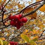 Crataegus persimilis Fruit