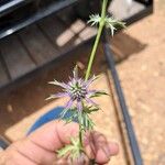 Eryngium hookeri Flower