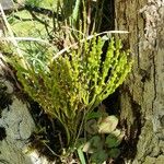 Psilotum nudum Leaf