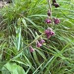 Epipactis atrorubensFlower