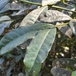 Faramea hyacinthina Leaf