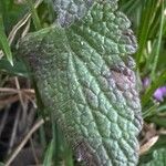 Lamium purpureum Лист