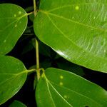 Strychnos peckii Leaf
