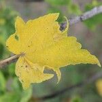 Dombeya acutangula Leaf