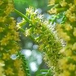 Prosopis alba Flower