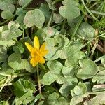 Ranunculus ficariaFleur