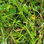Carex comosa Hábito