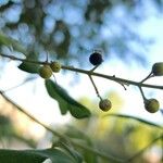 Vitex negundo Gyümölcs