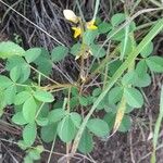 Crotalaria pallida Συνήθη χαρακτηριστικά