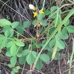 Crotalaria pallida Pokrój