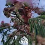 Albizia julibrissinFlower