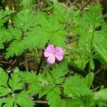 Geranium robertianum花