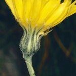 Hieracium chaixianum Floare