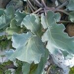 Crambe maritima Blad