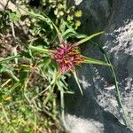Tragopogon angustifolius Flower