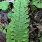 Pedicularis canadensis 葉