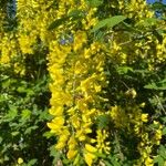 Laburnum anagyroides Flor